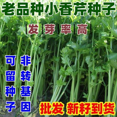 老品种小香芹种子四季种