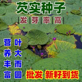 芡实种籽鸡头米鸡头果种子苏芡欠实苗茨实鸡头莲梗好吃好种大颗粒