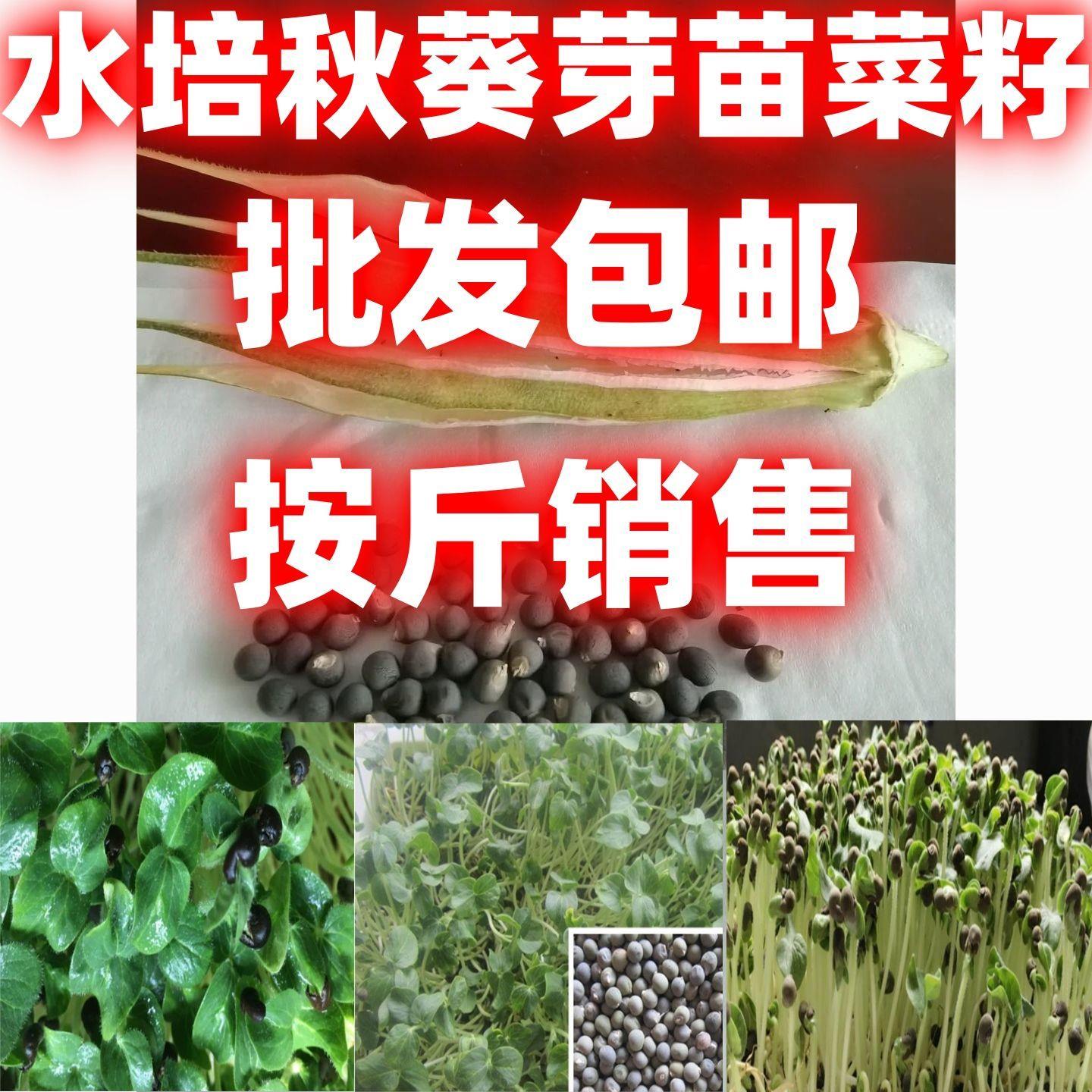 水培秋葵芽苗菜种子四季种植水培秋葵芽苗菜种籽简单栽培蔬菜种子