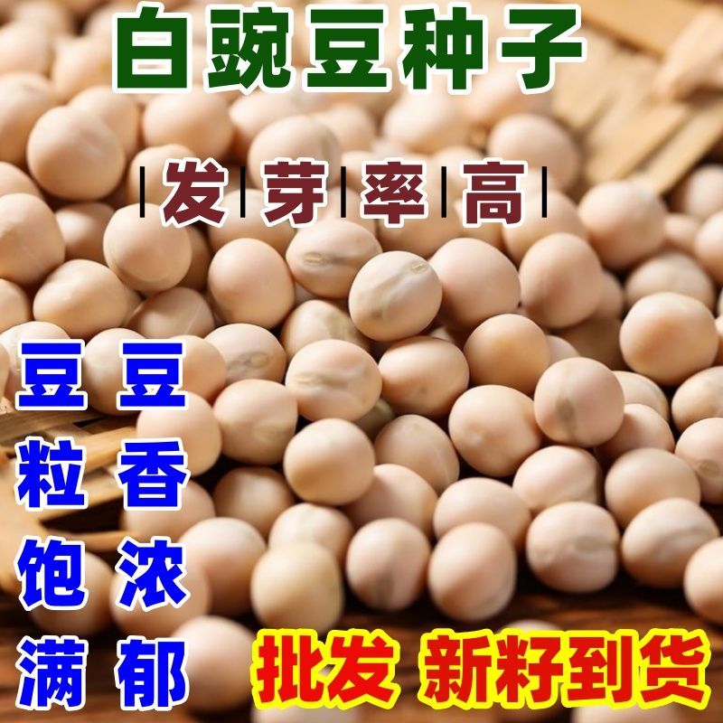 白豌豆种子粮食种豌豆高产晚熟有须品种大田菜园播种蔬菜简单易种