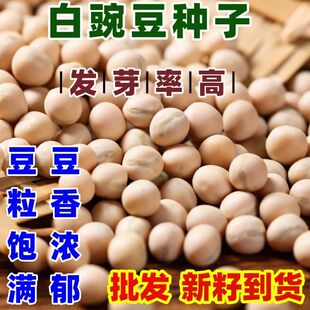 白豌豆种子粮食种豌豆高产晚熟有须品种大田菜园播种蔬菜简单易种