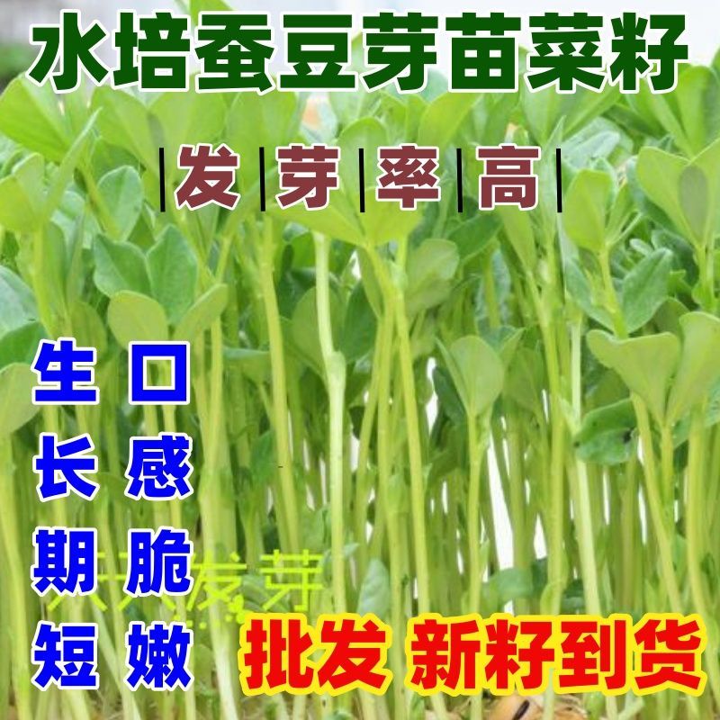 水培蚕豆芽苗菜种子无籽
