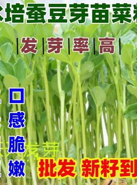 水培蚕豆芽苗菜种子无籽