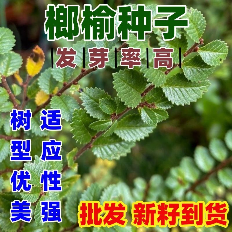 榔榆种子树小叶秋林木发