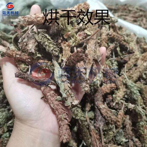 空气能LT-XKC夏枯烘干机 药房材白毛夏枯草散结烘干 型夏枯球草大