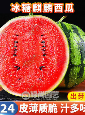 8424冰糖麒麟西瓜种子红瓤大西瓜种籽水果西瓜苗阳台庭院四季盆栽