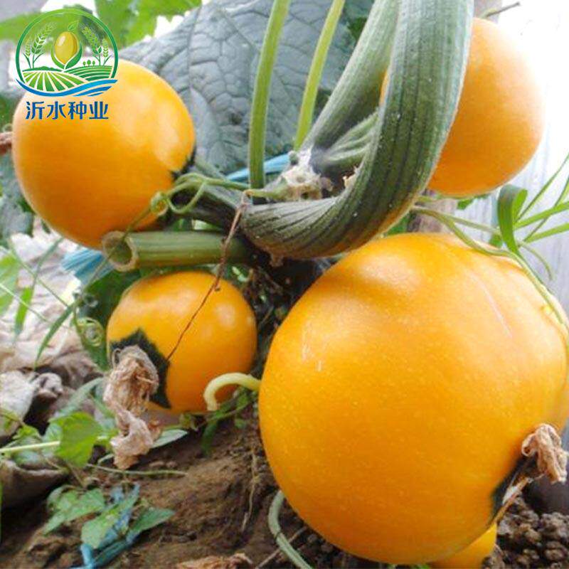 金珠西葫芦种籽瓜苗农家菜种子早熟圆形黄皮品种四季南方蔬菜种苗