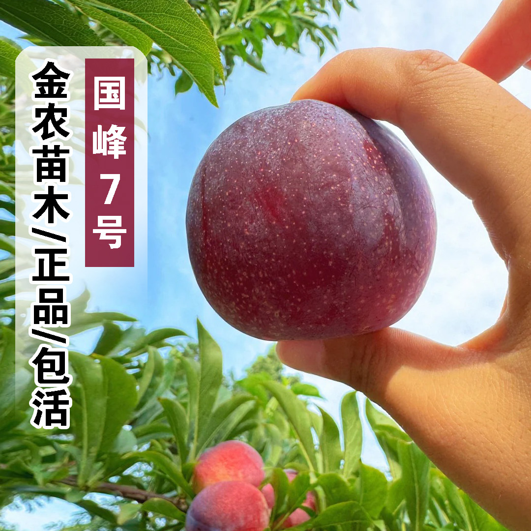 嫁接国峰七号李子树苗耐寒晚熟7号李子苗南方北方盆栽地栽李子苗