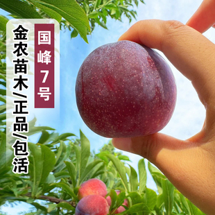 嫁接国峰七号李子树苗耐寒晚熟7号李子苗南方北方盆栽地栽李子苗