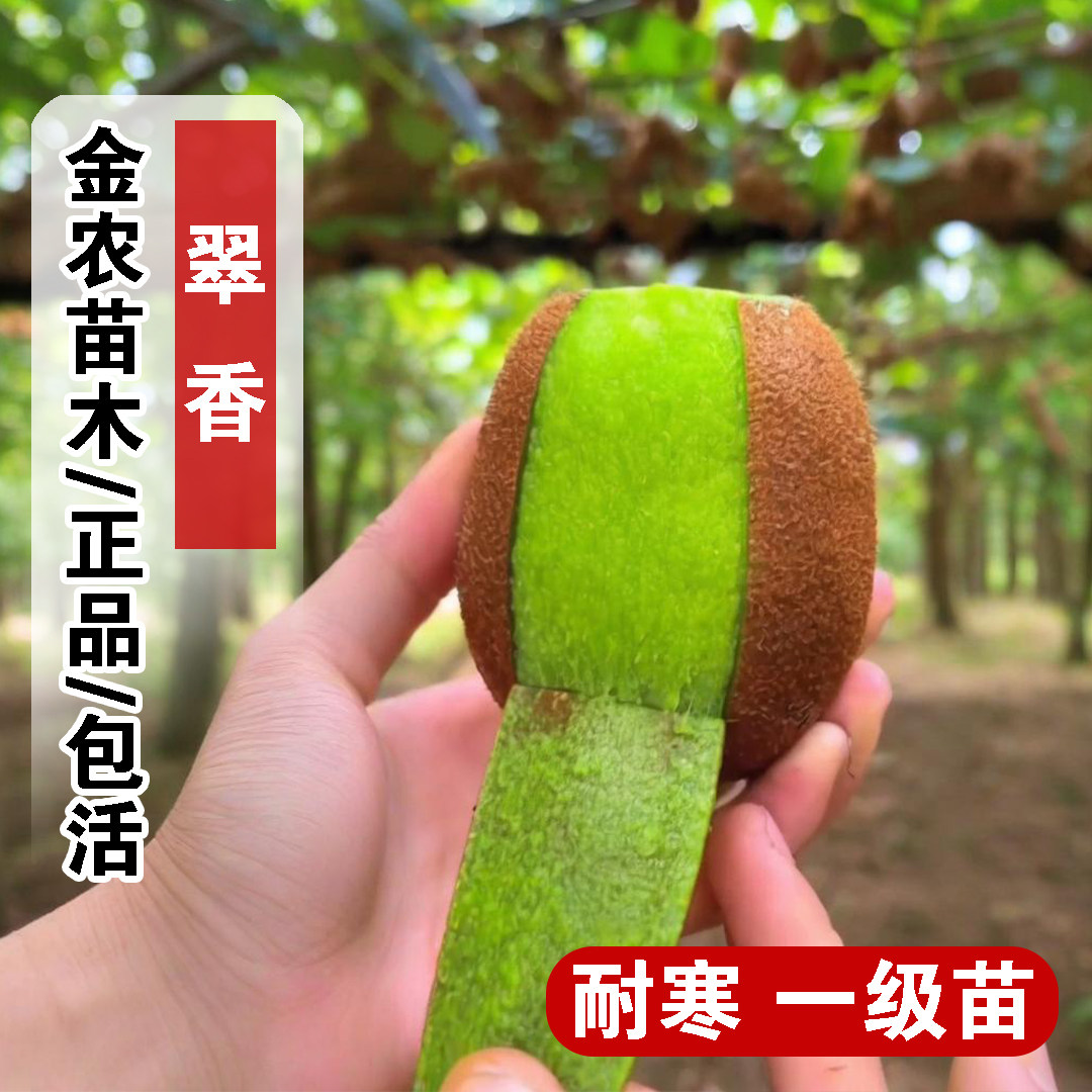 陕西周至翠香猕猴桃树果苗嫁接盆栽地栽奇异果树绿心徐香猕猴桃苗图片