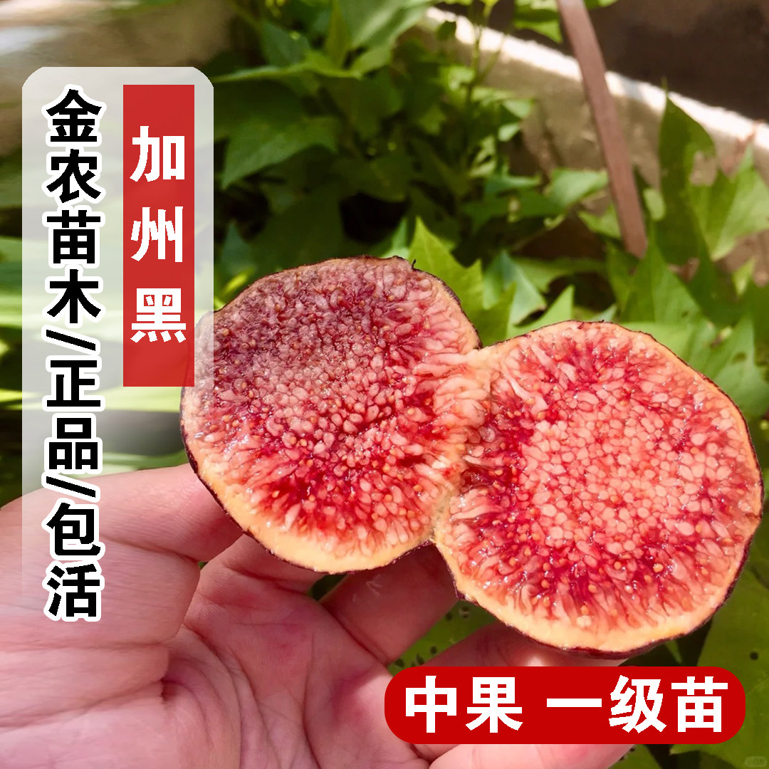 紫色耐寒甜无花果树苗阳台盆栽庭院地栽加州黑无花果苗南北方种植