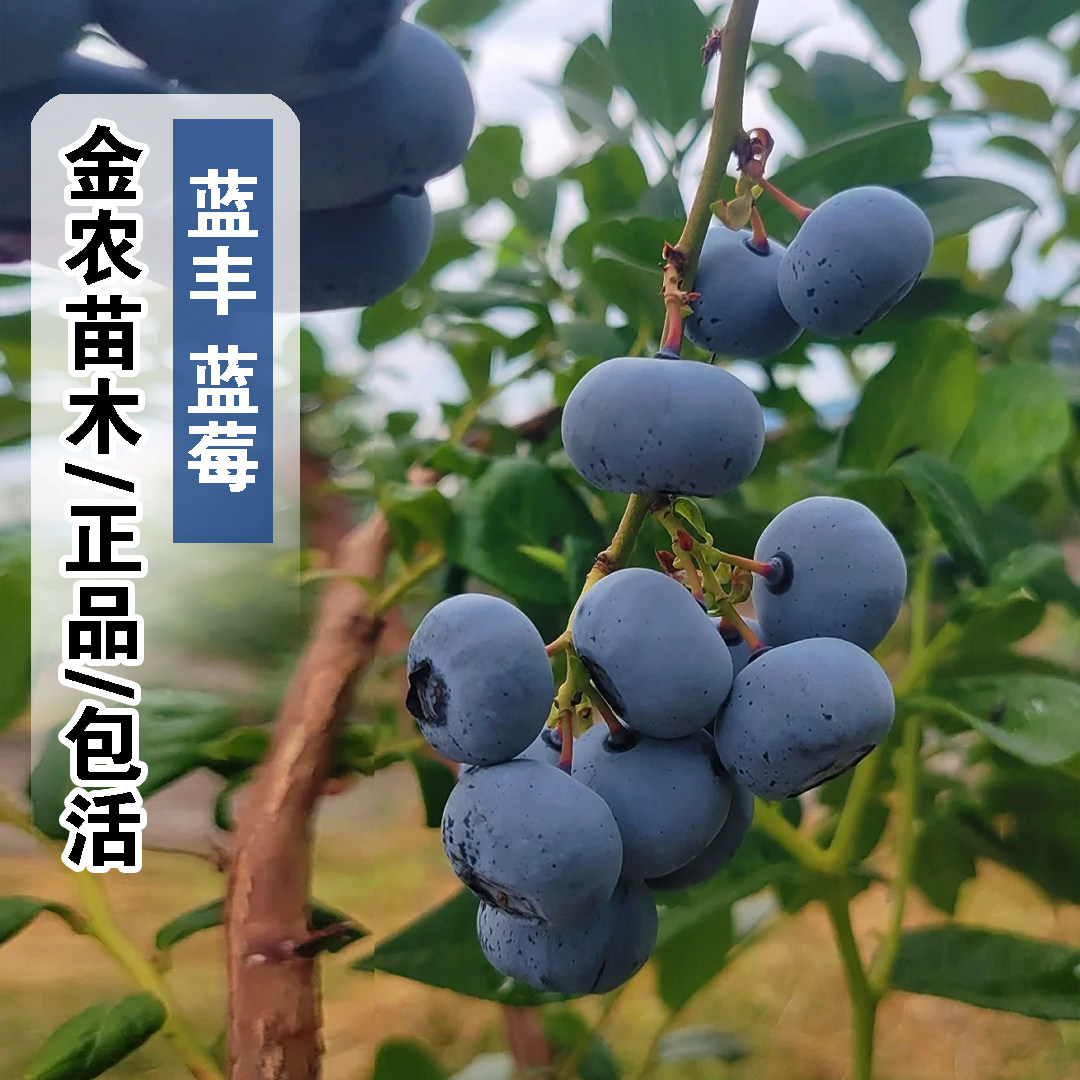 蓝莓树果苗北高丛蓝丰蓝莓树苗耐寒中熟蓝莓苗南方北方盆地栽果树