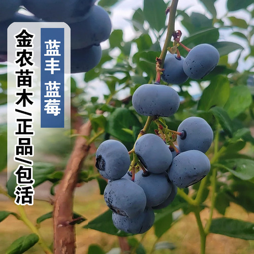 正品7月成熟包活蓝丰蓝莓树苗