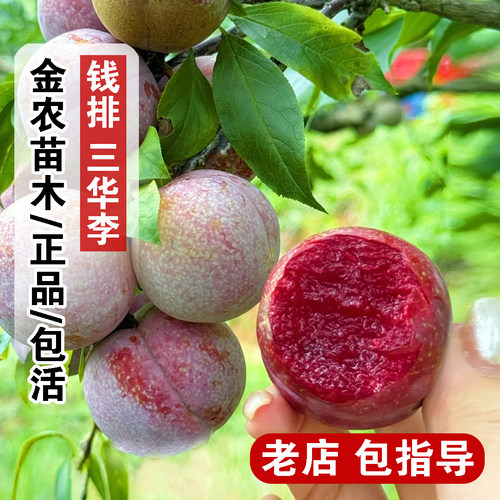 钱排三华李耐寒果苗早熟三月李酸甜李子苗树苗南北方种植当年结果