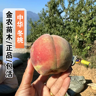 云南大理冬桃树苗脆甜离核中华2号桃苗特大冬雪蜜桃晚熟桃树果苗
