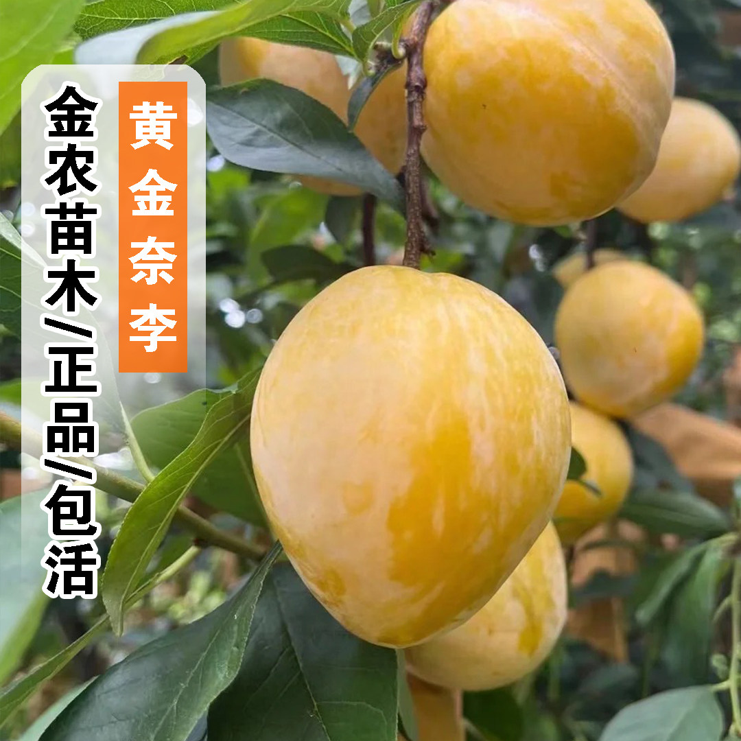 李子树苗嫁接特大早晚熟当年结果黄金奈李子树苗南北方种植果树苗,鲜花速递/花卉仿真/绿植园艺,果树,淘宝优惠券,粉丝福利购,淘宝优惠卷