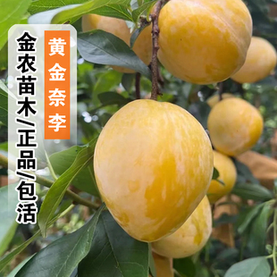 李子树苗嫁接特大早晚熟当年结果黄金奈李子树苗南北方种植果树苗