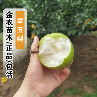 翠玉518梨树苗嫁接梨树果苗南北方庭院地栽特大果树盆栽当年结果