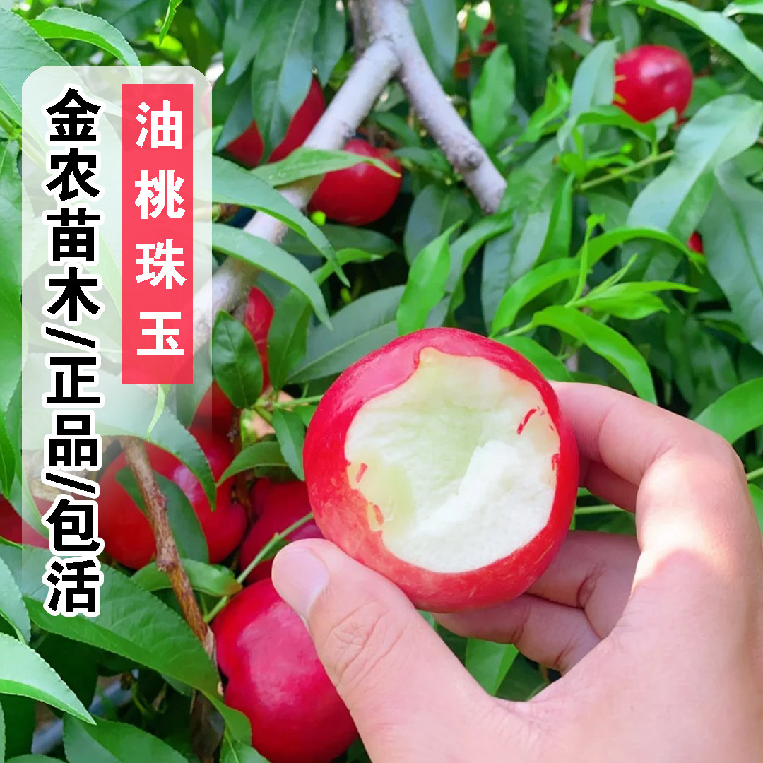 嫁接早熟新品种白肉油桃树果苗5月中油珠玉油桃苗庭院南北方种植