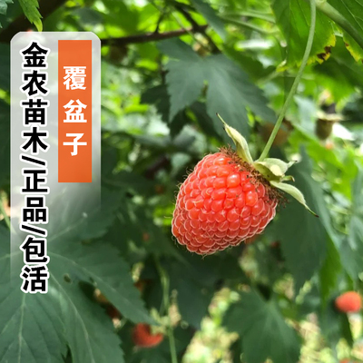 正品9月成熟包活覆盆子树莓树苗