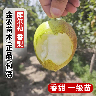 嫁接新疆库尔勒香梨苗脆甜小香梨树苗酥梨盆栽庭院地栽南北方种植