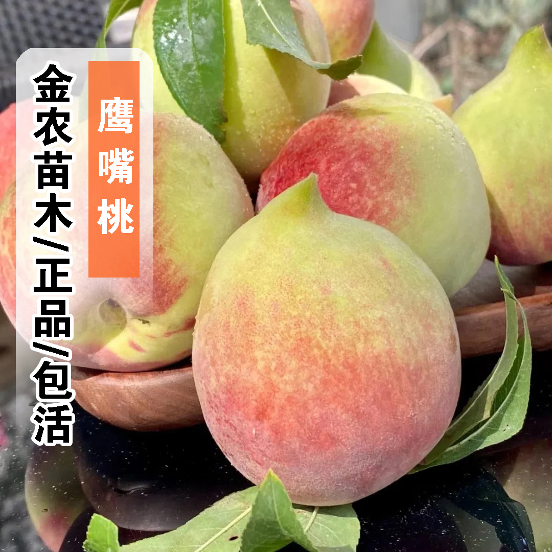 正品包活7月成熟鹰嘴毛桃树苗