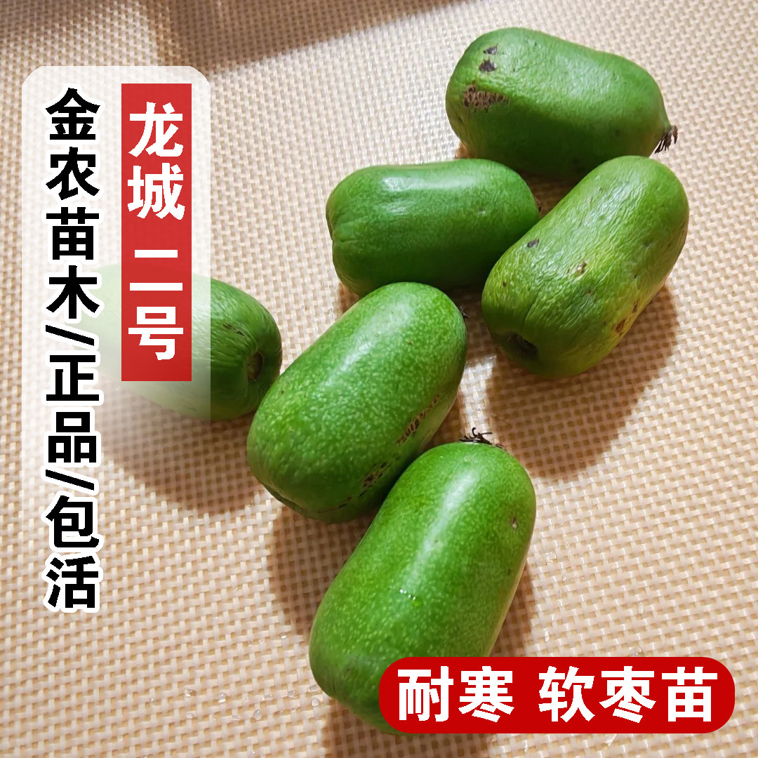 丹东龙城二号软枣猕猴桃苗耐寒果苗抗冻软枣子奇异莓树苗北方种植