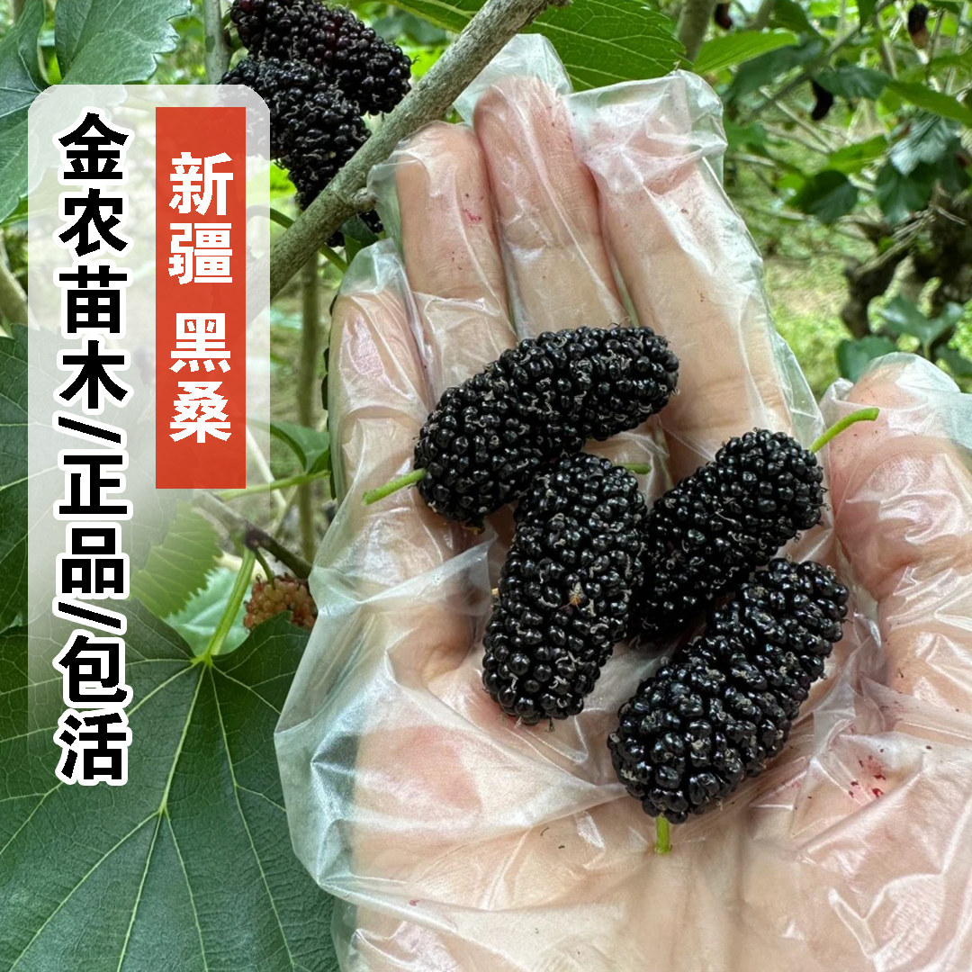 新疆黑桑树苗无籽大十桑葚苗地栽盆栽果树苗南方北方种植当年结果