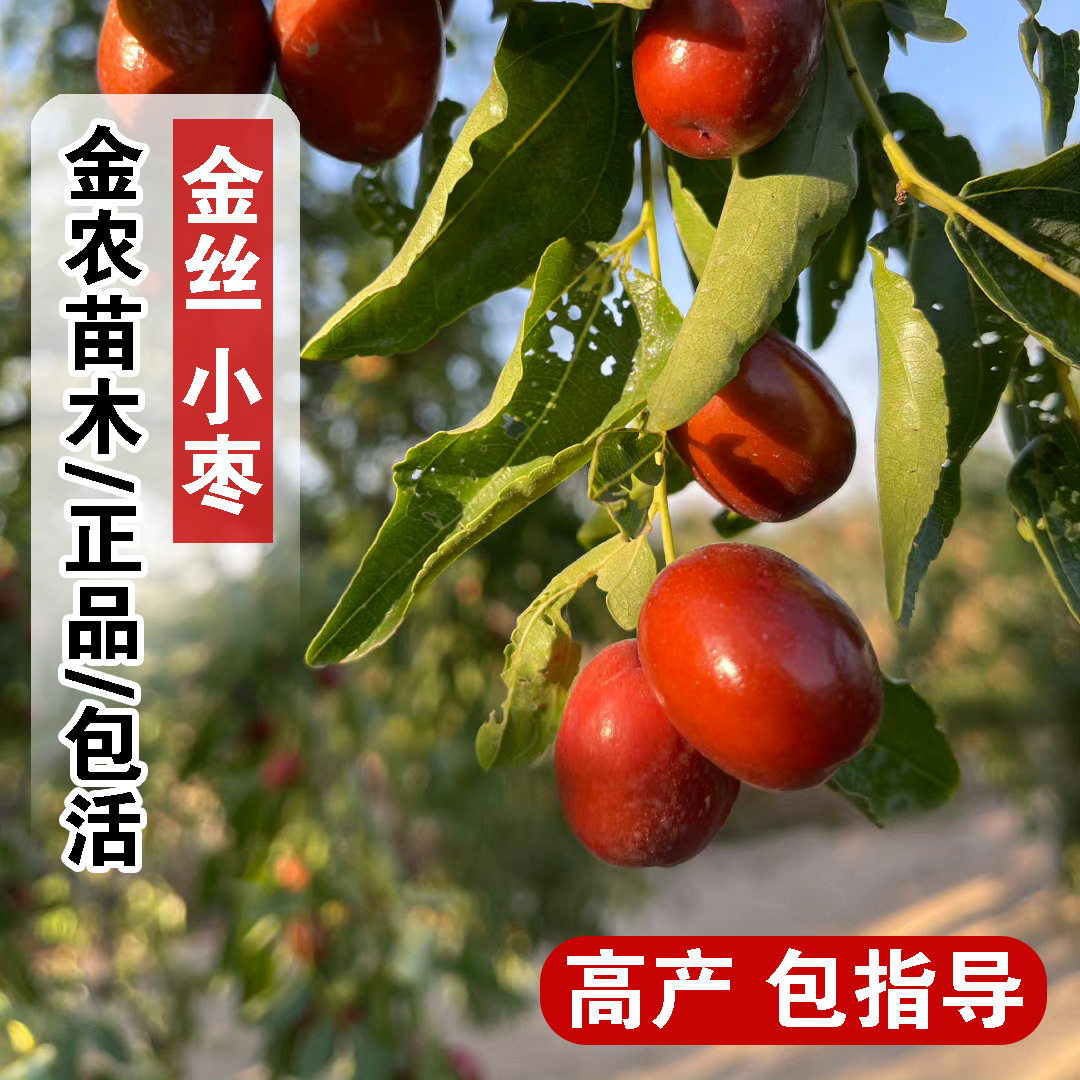 河北沧州金丝小枣树苗嫁接金丝小枣苗蜜枣树盆栽地栽南方北方种植
