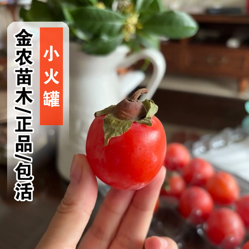 正品10月成熟包活小火罐柿子树苗