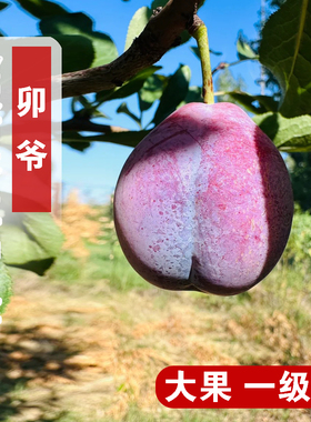 嫁接卯爷西梅苗特大甜红西梅树苗盆栽地栽李子南北方种植当年结果