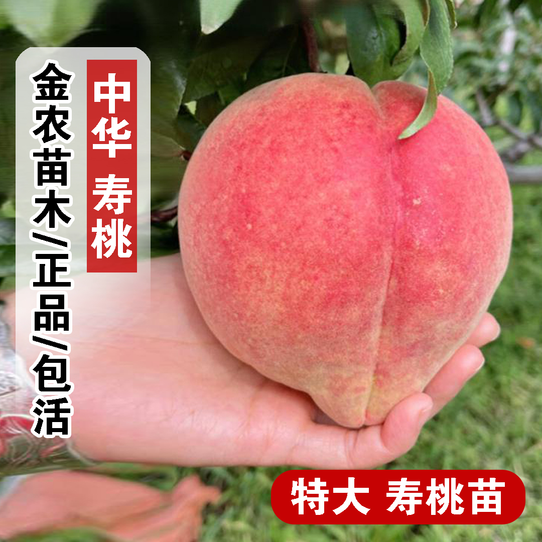 桃树果苗嫁接中华寿桃树苗晚熟特大巨型脆甜寿星桃冬桃苗肥桃子树