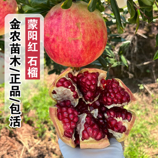 山东蒙阳红石榴树苗特大耐寒软籽甜石榴苗盆栽庭院地栽南北方种植