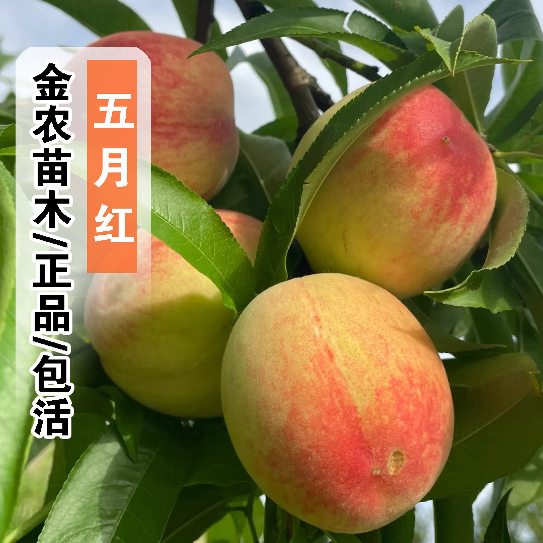 早熟红肉五月红嫁接桃树果苗盆栽地栽特大离核5月桃苗南北方种植