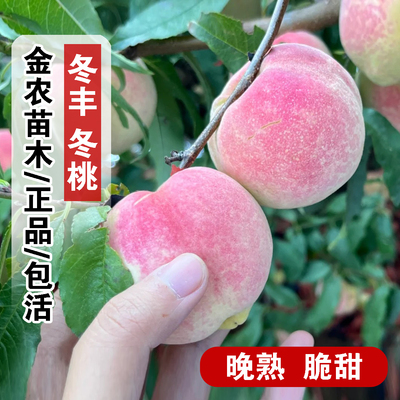 冬丰冬桃苗特晚熟11月新品种脆甜青州蜜桃树苗映霜红雪桃当年结果