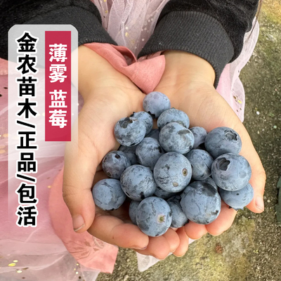 正品7月成熟包活薄雾蓝莓树苗