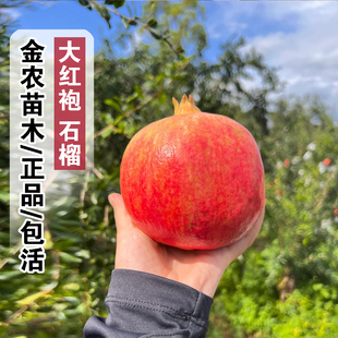 石榴树树苗耐寒大红袍石榴树特大抗寒甜石榴苗庭院盆地栽种植果树