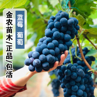 蓝莓葡萄树苗嫁接南方北方早熟夏黑葡萄苗阳台室内盆地栽当年结果