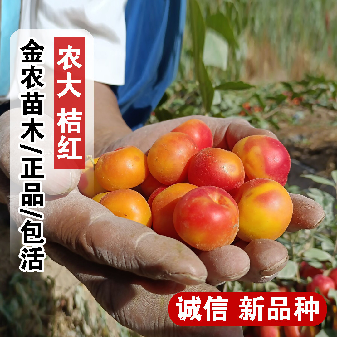 新品种桔红钙果树苗中华欧李苗脆甜车厘子盆栽庭院地栽南北方种植