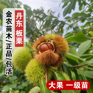 嫁接板栗苗树辽宁丹东板栗树苗大果毛栗子树南方北方种植当年结果