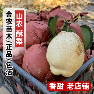 新品种晚熟梨树果苗山东山农酥梨树苗特大盆栽地栽梨苗南北方种植