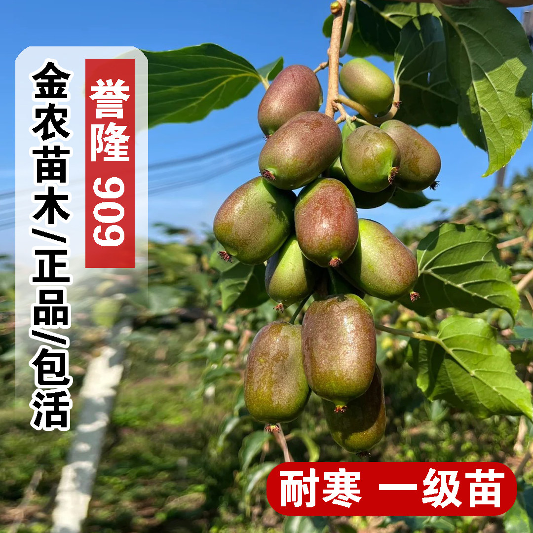 嫁接誉隆909软枣猕猴桃树苗爬藤红色软枣子果苗奇异莓苗当年结果