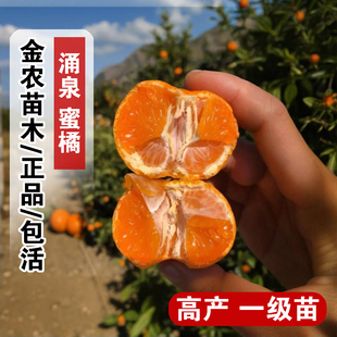 橘子树果苗嫁接无核涌泉蜜桔树苗常绿柑橘苗盆栽地栽南方北方种植