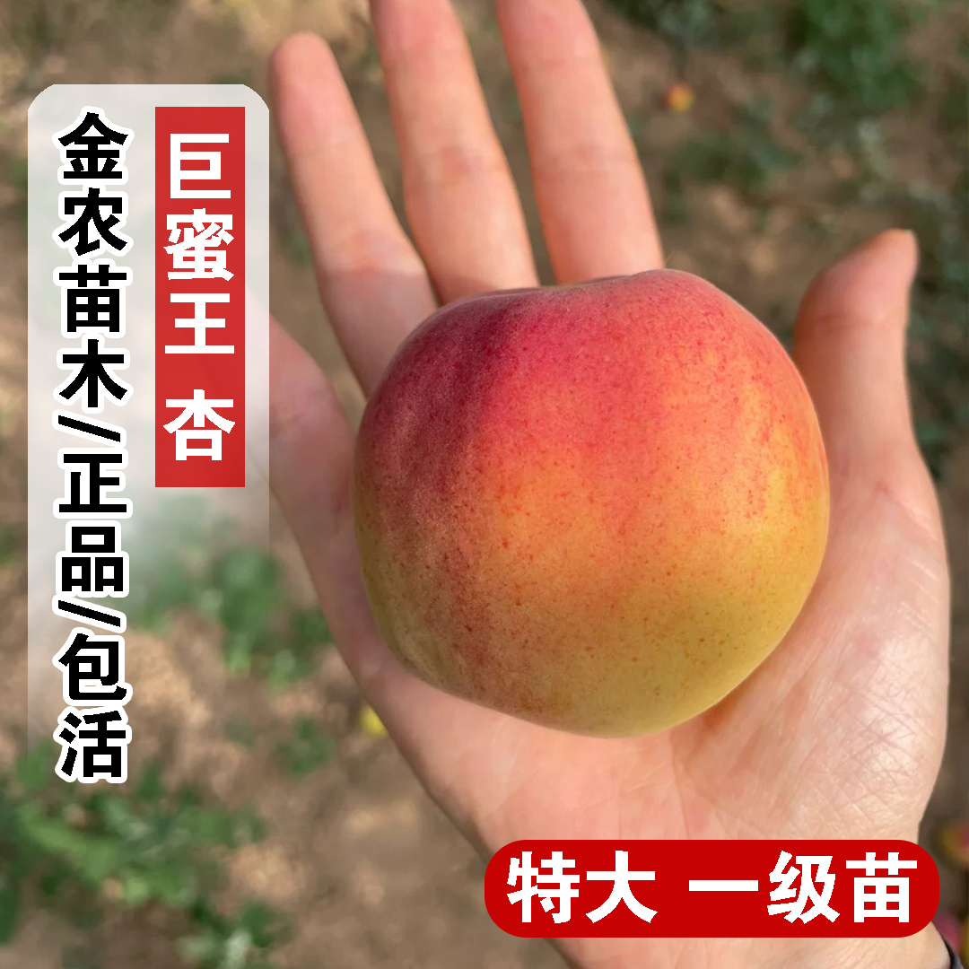 嫁接巨蜜王杏树苗嫁接特大黄杏苗果树苗杏子树南北方种植当年结果