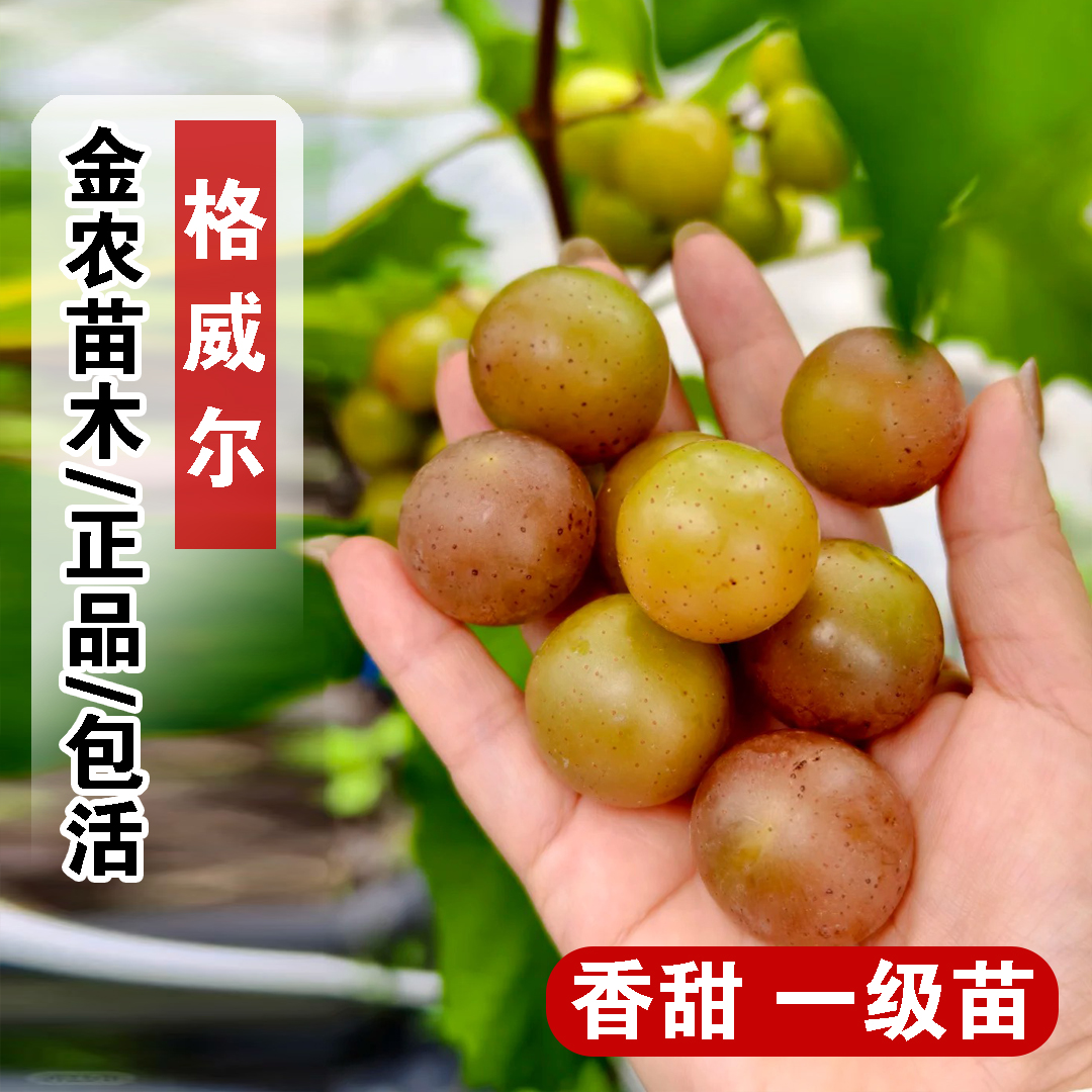 圆叶葡萄树苗四季结果格威尔圆叶葡萄果苗盆栽阳台庭院爬藤当年结