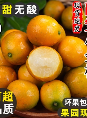 广西脆皮金桔新鲜水果应当季现摘甜蜜小金柑桔子金橘融安特产整箱
