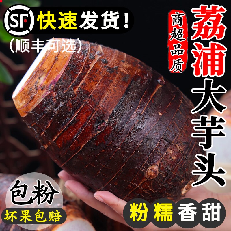 【正宗推荐】广西荔浦大芋头现挖