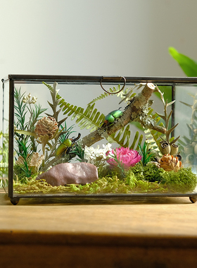 优选手作玻璃房植物生态微景观蝴蝶昆虫甲壳虫标本植物标本桌面摆