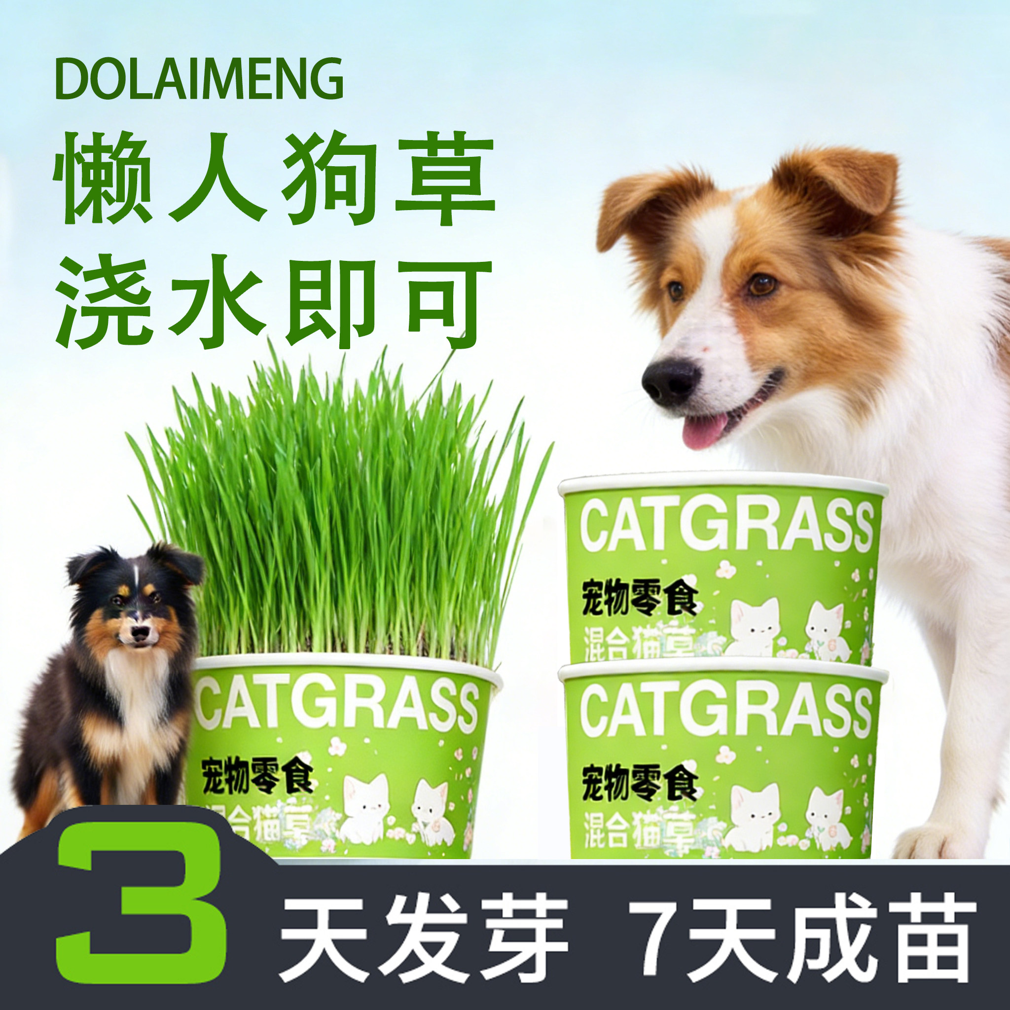 宠物狗狗小麦草麦芽草狗草杯狗零食助消化化毛懒人种植狗草盆栽