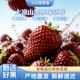 大凉山草莓黑珍珠黑草莓送礼新鲜礼盒黑色奶油草莓鲜果